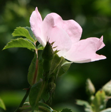Heckenrose-032.jpg